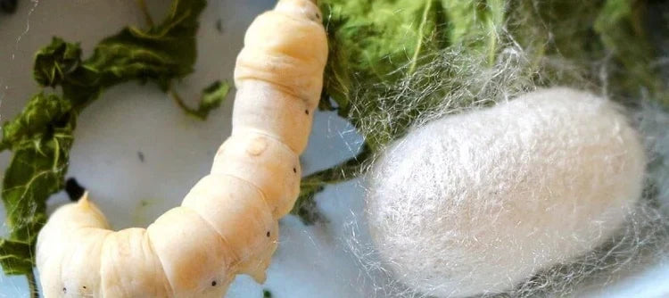 Mulberry Silk- Its History And Origin