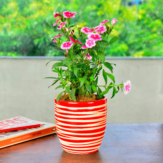Striped Planter Pot 
