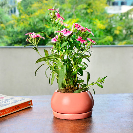 Ceramic Round Planter Pot with Tray (Pink, Diameter – 8 cm, Height – 6 cm)