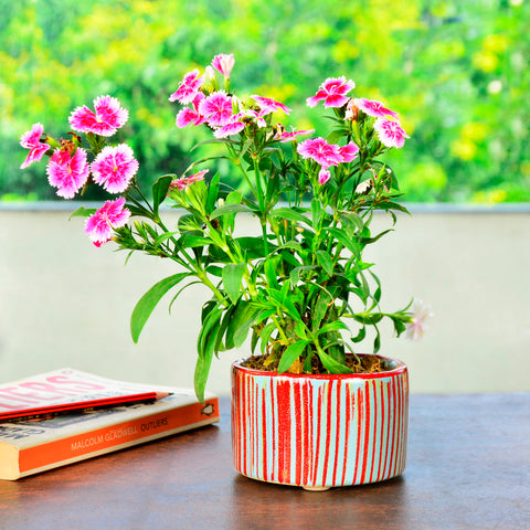 Striped Planter Pot