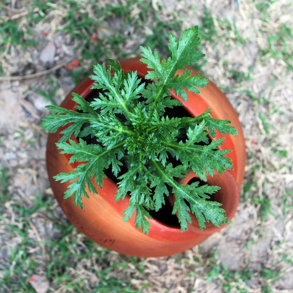 Terracotta Planter