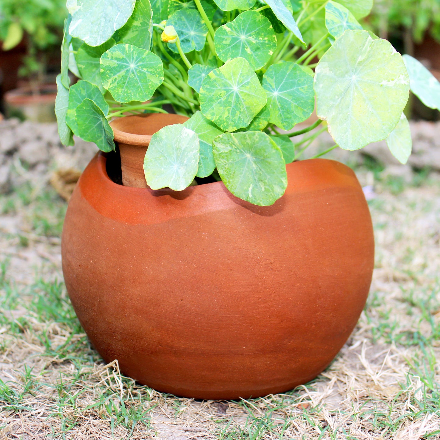 GLO (XL)Terracotta Planter with Deep Root Watering System SET OF 2
