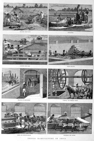 Indigo Harvesting, Image Credit:- Pinterest