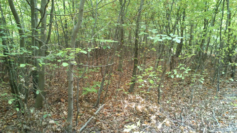 Beechwood, Image Credit:- Wikipedia