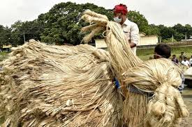 Jute Fibre