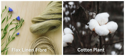 Flax plant and cotton plant