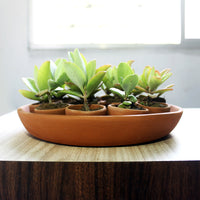 Terracotta Planter