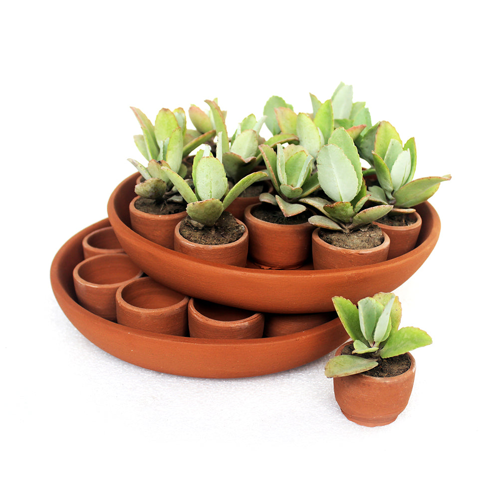 Terracotta Planter