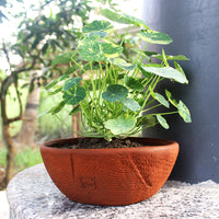 Terracotta Planter